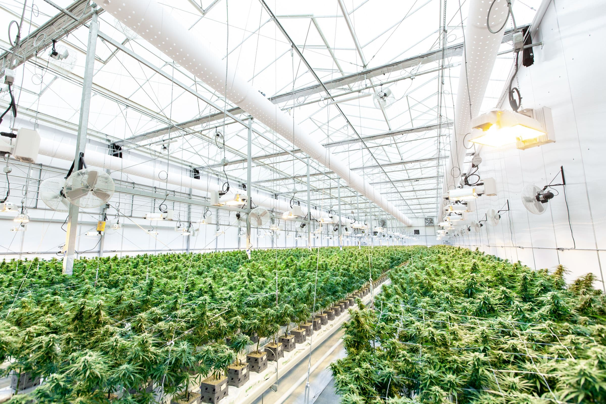 Hileras de plantas de cannabis bajo luces de cultivo en un invernadero comercial, un sitio de cultivo asegurado para propiedad y responsabilidad civil